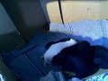 kittenCam 5000 kittenCam 5000