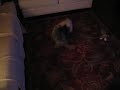 Coconut and Jihi Battle 2007