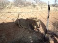 Harnas Wildlife Foundation-Feeding Hemingway