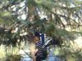 videos de Tree Climb