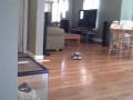 videos de my stupid dog. (lamb of dog)