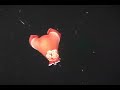 Spanish Dancer