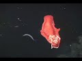 Spanish Dancer
