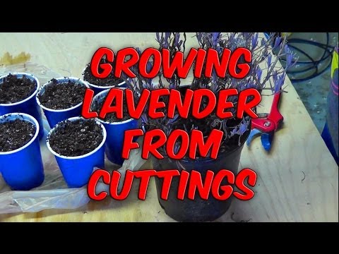 how to trim lavender