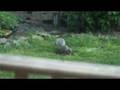 HDR-SR12 SMTH SLW REC function test (Slow-Mo)