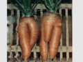 funny plant pictures