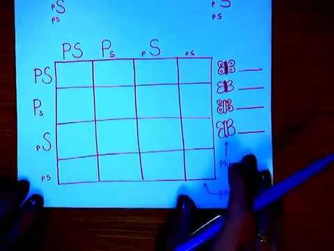how to perform genotype test