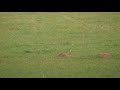 squirrel hunting 25 head shots