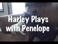Harley - Lauren's White French Bulldog Puppy