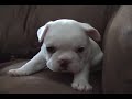 Harley - Lauren's White French Bulldog Puppy
