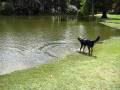 Johnny Cash learns to swim, Argentine style