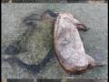 videos de Traiasca Porcul!