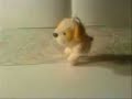 Little doggie dancer & The Moondance Little doggie dancer & The Moondance