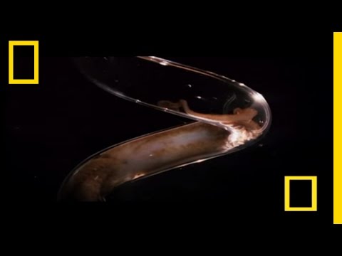 YouTube Preview Image