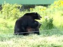 Brown Bear Sexy Time