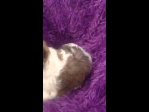 Male malteseShih-tzu Sam