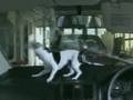 AFV dog montage