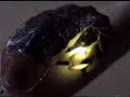Firefly Larva Glowing in Thailand Firefly Larva Glowing in Thailand