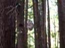 Pip the Owl - release!