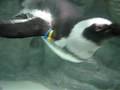 Penguins @ West Edmonton Mall