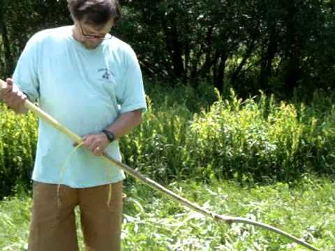 how to harvest willow bark