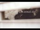 Another vegetarian video Another vegetarian video