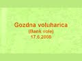 video Mali gozdni glodalec...