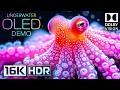 UNDERWATER WORLD OLED DEMO HDR 16K VIDEO ULTR ..