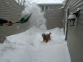 Brecken, the Golden Retriever, shakes in North Dakota Snow