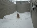 brecken-the-golden-retriever-shakes-in-north-dakota-snow.html