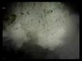 After effects intro by bourich driss 2