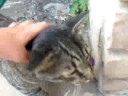 Adventures of the Backyard:episode4