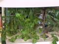 Mini-Hydroponics