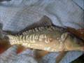 videos de Fishing october+november