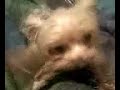 mad dog (4 lbs of raw furry)