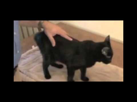 how to treat feline asthma