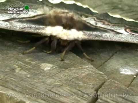 САМАЯ БОЛЬШАЯ БАБОЧКА -Павлиний глаз- Incredible rare butterfly