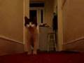 videos de Funny talking cat