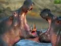 Animal Face Off - Hippo vs. Bull Shark Animal Face Off - Hippo vs. Bull Shark