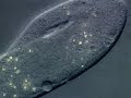 The Protist , Protozoa, Algae and Fungus-like protists