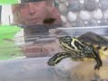 Tortuga Hambrienta 2 (Carnivora al Acecho)