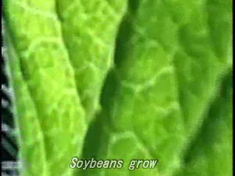 ????? Chloroplast and  Soybeans grow ...