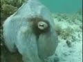 Amazing Octopus Camoflage