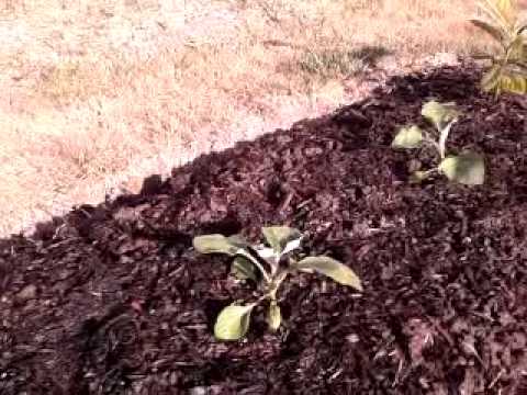 how to transplant eggplant