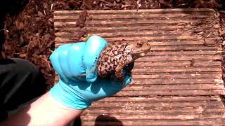 Toad in the Hole campaign – Difference between common frog and common toad