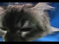Nasty Hangover Cat- Funny Cat Videos
