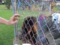 Pet Capuchin Monkey flirting with owner