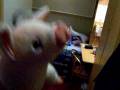 videos de N' Gris hittar alkohol...
