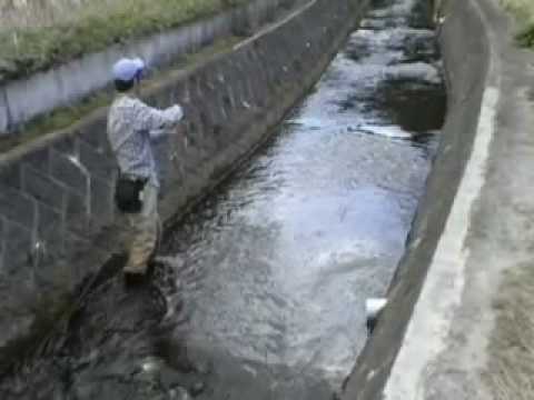 へち際のフライフィッシング(栃木の用水堀)