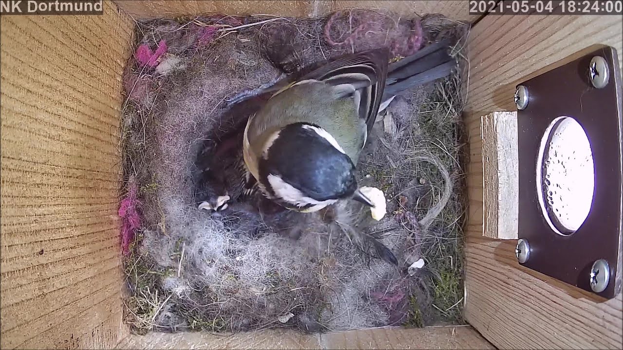 Küken verhängen Eingangssperre wegen hoher Wachsmadeninzidenz! | Tag 11 | 04.05.2021